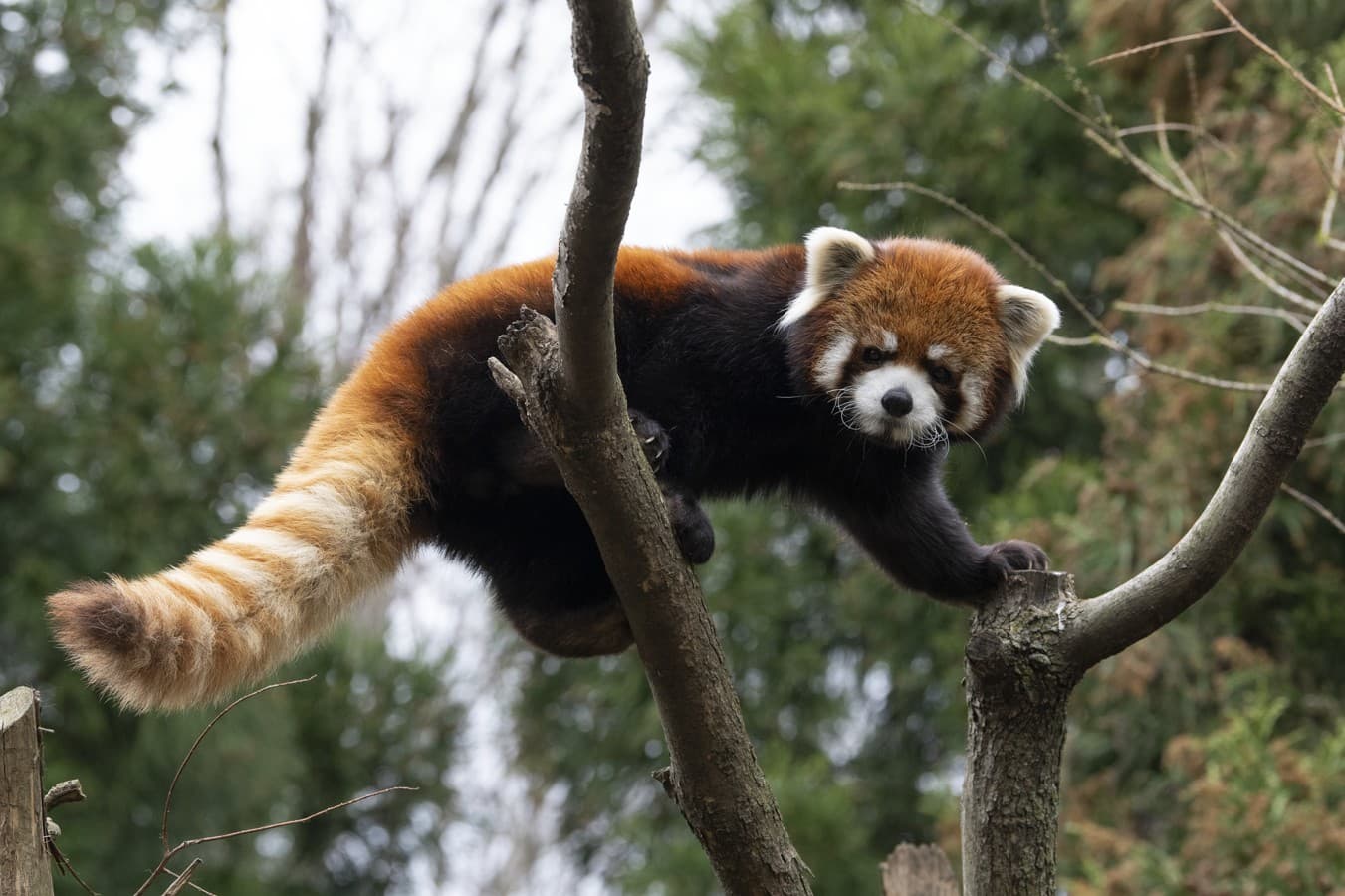 Prospect Park Zoo